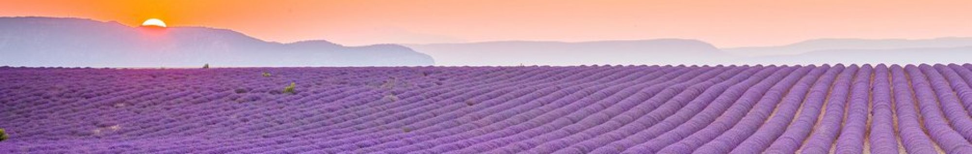 Gap year for grownups